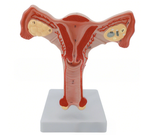 Modello di simulazione medica modello di dimostrazione dell'utero modello di formazione centro essenziale modello anatomico per gli studenti - Product Image 4