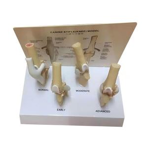แบบจำลองโรคข้อเข่าเสื่อมในสุนัข 4 ขั้นตอน สำหรับ<span class=keywords><strong>การ</strong></span>สอนกายวิภาคสัตว์ - Product Image 3