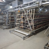 Cage à poules pondeuses de type A, conception personnalisée, galvanisée à chaud, cage en batterie à 3/4 niveaux pour ferme avicole, directement de l'usine