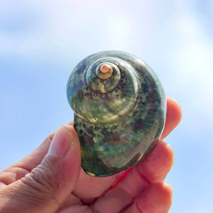 Concha pulida Concha Verde Antiguo Rollo Especial Cangrejo Ermitaño Acuario Peces para Paisaje Amarillo <span class=keywords><strong>Salamandra</strong></span> - Product Image 4