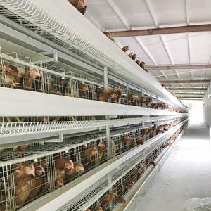 Cage en acier galvanisé à couche de cascade automatique Cage à faible rupture empilable Cross-Hopper Feeder Smooth Run Cold-Drawn M/E Collect Animals - Product Image 4