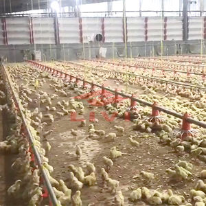 Otomatik kümes hayvanı Broiler besleyici tava tavuk besleyici kümes hayvancılığı - Product Image 4