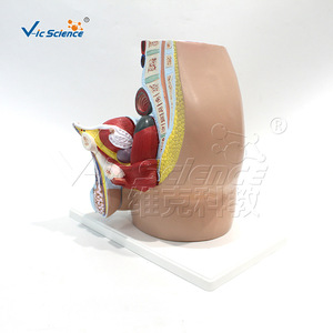Modèle d'anatomie humaine ; Modèle de zone inguinale masculine (4 parties) ; Modèle anatomique de section sagittale médiane pelvienne - Product Image 4