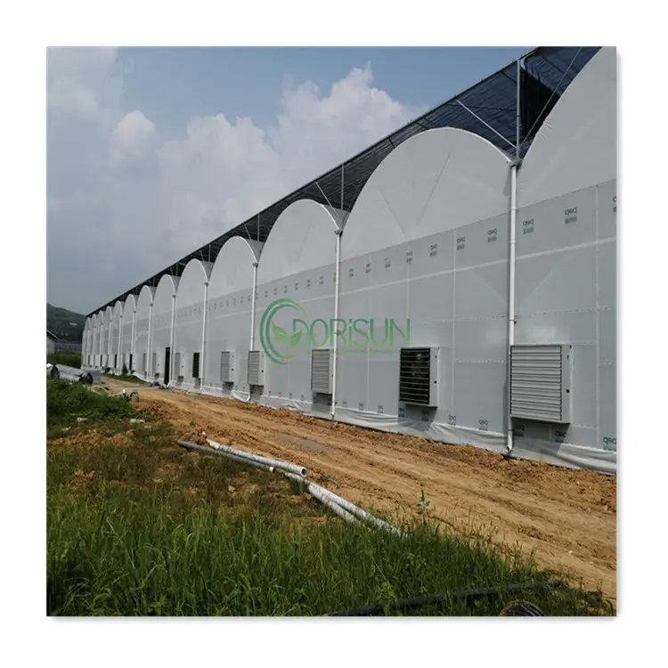 जुड़वां दीवार Polycarbonate शीट कद्दू और टमाटर विक्टोरिया स्टील ट्यूब के साथ ग्रीन हाउस Airoponics प्रणाली