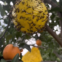 Kleverige insectenholle bal met fruitvliegferomoon Waterdichte plastic lijmvanger Boomgaard Hangende kleefvliegenvanger Niet-giftig
