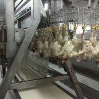 Machine de ligne de traitement d'abattage de viande de poulet de type volaille de haute qualité à vendre
