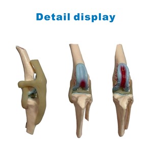 Modelo Comparativo de Articulación de <span class=keywords><strong>Rodilla</strong></span> Canina de Cuatro Etapas, Modelo de Demostración de Lesiones Articulares Normales, Tempranas, Moderadas y Avanzadas - Product Image 2