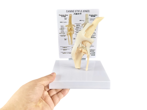 Modelo Anatómico de Mano Humana de Tamaño Real con Ligamentos, para Fines Educativos - Product Image 2