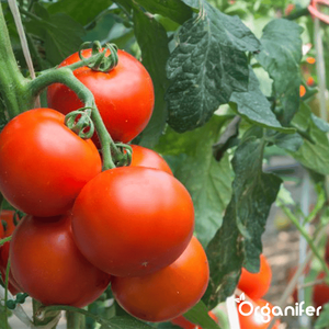 Pack <span class=keywords><strong>de</strong></span> tomates 13 <span class=keywords><strong>variétés</strong></span> pour les amateurs <span class=keywords><strong>de</strong></span> plantes <span class=keywords><strong>de</strong></span> jardin - Product Image 1