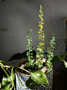 Attrape-soleil en verre fait main, design Art Déco écologique, personnalisé, avec perles, pour plantes succulentes, décoration de fenêtre - Product Image 2