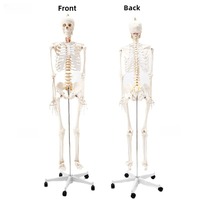 Modèle de squelette humain grandeur nature en plastique PVC de 180 cm pour la formation en sciences médicales et l'anatomie