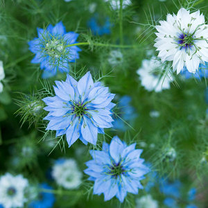 ETRUN ALISA Private Label Schwarzkümmel öl kalt gepresste Jungfrau & zertifizierte Bio-Schwarzkümmel Nigella Sativa - Product Image 6