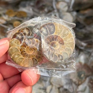 Tranche d'Ammonite Arc-en-ciel Esthétique, Pierre de Cristal Irisée pour Guérison Métaphysique, Méditation, Décoration, Cadeau Scientifique Unique - Product Image 5