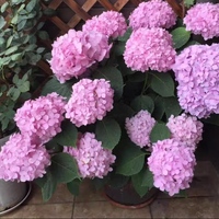 Hortensias roses fraîchement coupées de qualité A, fleurs décoratives en gros, origine Yunnan, pour mariage, anniversaire, hôtel et décoration intérieure