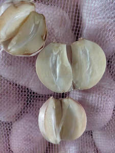 Plantador de ajo/agricultor en <span class=keywords><strong>China</strong></span> con buen precio - Product Image 4