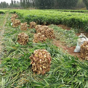 Sơn đông honan Jin Xiang <span class=keywords><strong>laiwu</strong></span> gừng tươi hữu cơ Nhà cung cấp tại Trung Quốc cung cấp mỏng và chất béo gốc tùy chọn cho trang trại sử dụng - Product Image 4