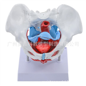 Modèle de simulation pédagogique des muscles du plancher pelvien, du bassin et de l'utérus féminins, de la structure pelvienne féminine, de la vessie et du plancher pelvien - Product Image 4