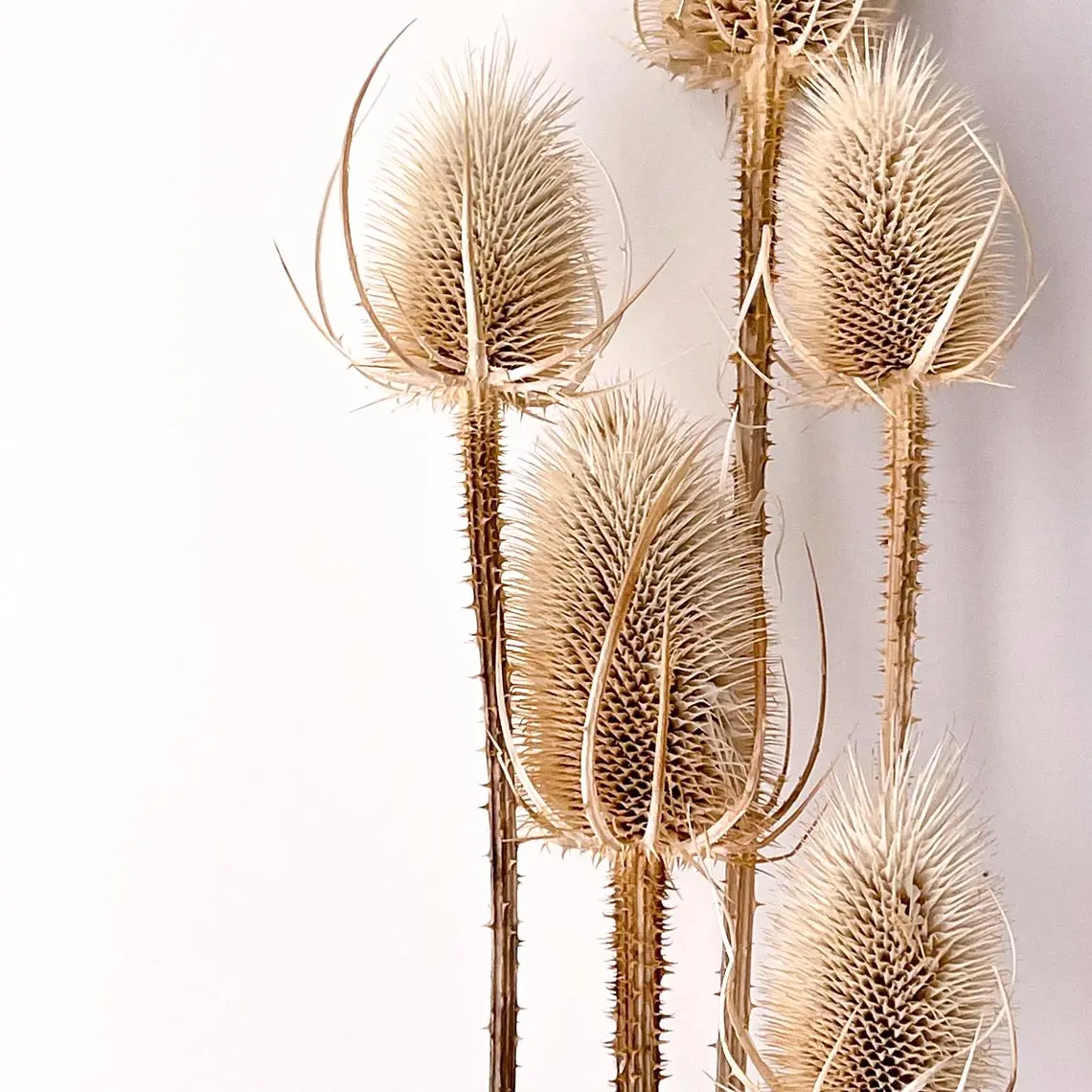 DIY Boho Decoration Wedding Bouquet Natural Wild Common Dried Flowers Native Teasel Thistle Stalks Dipsacus