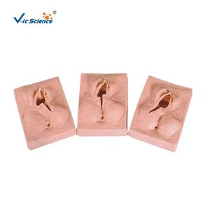 Акушерство и гинекология медицинская научная модель симулятор шва вульвы - Product Image 1