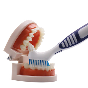 <span class=keywords><strong>Spazzolino</strong></span> <span class=keywords><strong>per</strong></span> <span class=keywords><strong>Dentiere</strong></span> di Alta Qualità <span class=keywords><strong>per</strong></span> Anziani, Setole Morbide in Nylon, Manico in Plastica, Prodotto in Cina <span class=keywords><strong>per</strong></span> Igiene Orale Domestica - Product Image 4