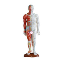 Modèle d'acupuncture et de musculature 55CM masculin pour l'enseignement et la formation en faculté de médecine, modèle anatomique