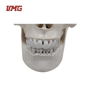 Modèle <span class=keywords><strong>de</strong></span> crâne humain grandeur nature en résine pour l'enseignement médical et la démonstration des soins aux patients (composé <span class=keywords><strong>de</strong></span> 3 parties) - Product Image 3