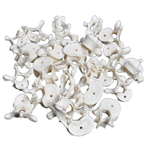 Sản Xuất 170CM Chất Lượng Cao Bộ Xương Người Lỏng Xương Xương Xương Giải Phẫu Sọ Màu Sọ Mô Hình Giảng Dạy - Product Image 5