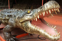 Robot animal crocodile animatronique pour parc aquatique