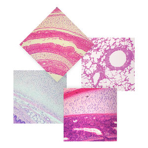 Sistem pernapasan geser trakea T.S. Paru Sec. Epiglottis Sagittal Sec. - Product Image 1