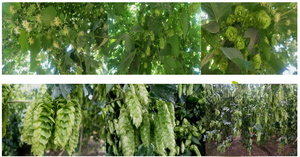 カスケードビール用ホップペレット 青島フラワークラスター 青島フラワーホップペレット ビール用 - Product Image 5