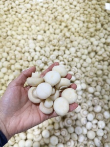 280g đóng hộp toàn bộ champignon nấm trong lọ thủy tinh - Product Image 4