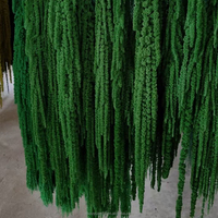 Bunga Amaranthus Alami yang Diawetkan, Bunga Kering Tahan Lama, Tangkai Amaranthus Abadi untuk Dekorasi Pernikahan