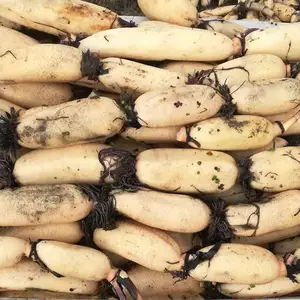 New crop of fresh lotus root