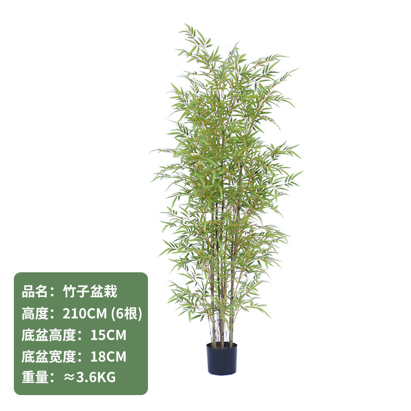 Bonsaï bambou jaune 210CM