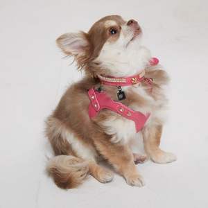 Arnés Ecológico de Corcho y Cuero para Perro, Arnés Acolchado para Pasear Mascotas, Alternativa Vegana Sostenible con Acolchado Interior Suave - Product Image 3