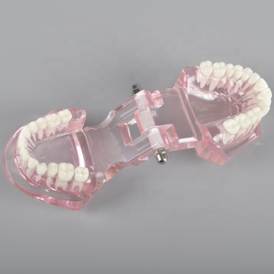 Modello Ortodontico Dentale Trasparente <span class=keywords><strong>Standard</strong></span> per Dimostrazione e Pratica dei Supporti - Product Image 3