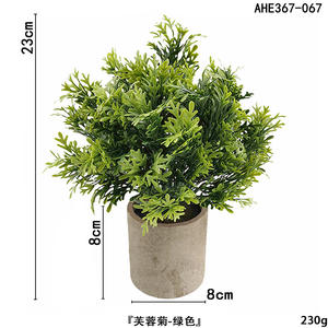 กระถางต้นไม้<span class=keywords><strong>ใบ</strong></span>ยูคา<span class=keywords><strong>ล</strong></span>ิปตัสโรสแมรี่ - Product Image 6