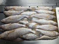 Corvina jaune (Roughy) congelée de qualité supérieure