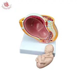 FORESTEDU足月胎儿模型热销医学科学女性胎儿妊娠第九个月妊娠胎儿模型