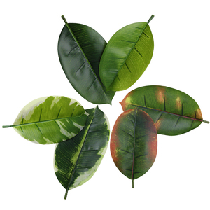 Alta garanzia impermeabile tropicale finto Ficus Elastica <span class=keywords><strong>parete</strong></span> vegetale gomma artificiale plastica Bonsai <span class=keywords><strong>albero</strong></span> piante Decorative per interni - Product Image 4