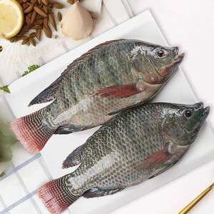 Proveedor mayorista chino Tilapia Black Fish Mariscos Producto Frozen Live Tilapia Fish para Steam Fish - Product Image 2