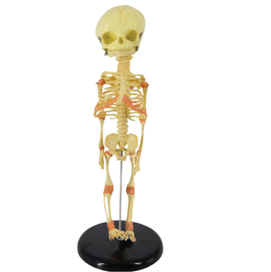 Abnormaal Foetaal Skelet Tweekoppige Dummy-Model Voor Medisch Schoolonderwijs Door Henan Yuline - Product Image 2