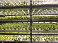 Machine d'irrigation automatisée pour l'agriculture verticale avec un contrôle précis de l'eau