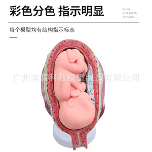 Modelo del proceso de embarazo y desarrollo; modelo embrionario de planificación familiar; modelo de demostración de planificación familiar; modelo fetal; - Product Image 4