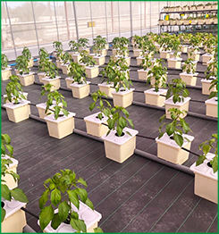 Seau hollandais Serre Culture Plantation Seau Étanche Famille <span class=keywords><strong>Balcon</strong></span> Légumes <span class=keywords><strong>Fraise</strong></span> Fruits Plantation - Product Image 4