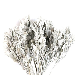 Tự làm vật liệu khô <span class=keywords><strong>senecio</strong></span> cineraria jacobaea maritima Salvia lá cho trang trí tốt nghiệp - Product Image 1