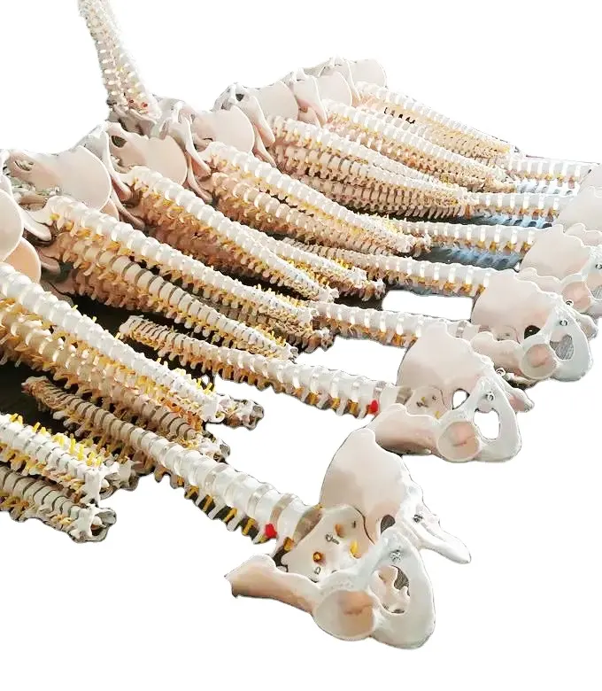 Model Tulang Belakang dan Tulang Panggul Plastik Pengajaran Medis Anatomi Manusia
