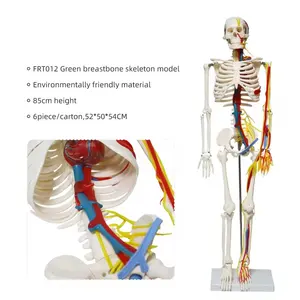 FRT013 85CM Human Skeleton Model For Medical Use Muscle Start And End Point Nerve Skeleton Human Model