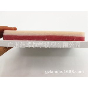 Module de suture de plaies avec coussin en silicone pour la pratique de la suture cutanée, simulant des instruments chirurgicaux - Product Image 4