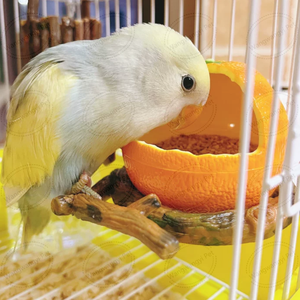 Orange Pumpkin Apple Design Birds Feeder Bowl Food Feeding Cup para pequeños loros hámster - Product Image 3